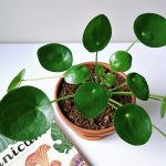 Pilea