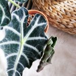 Alocasia